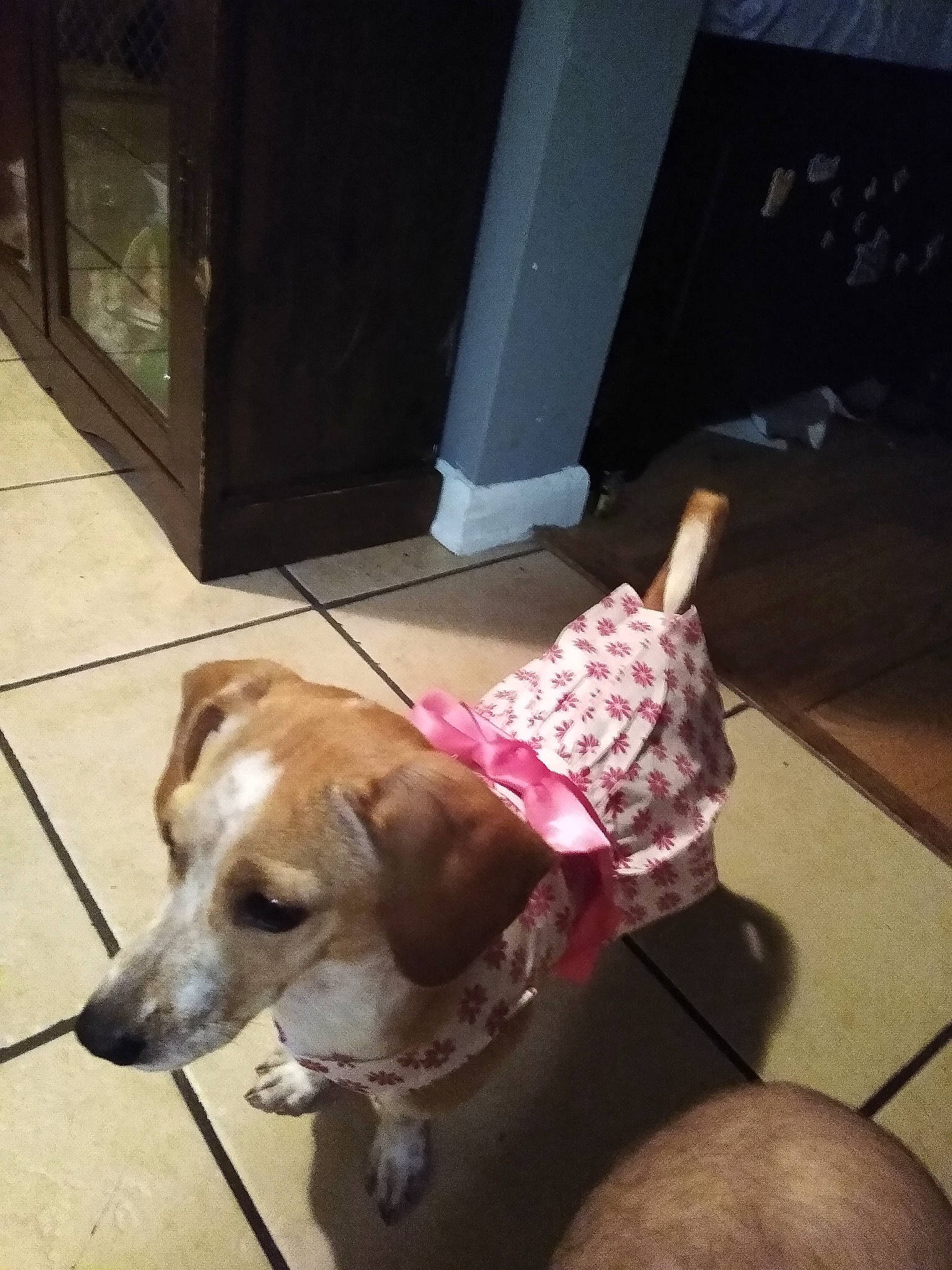 Misty joined the competition — help win amazing prizes! canidae, carnivore, collar, companion_dog, dog, dog_breed, dog_collar, dog_supply, door, eyewear, fashion_accessory, fawn, flooring, fur, leash, liver, paw, pet_supply, tail, working_animal