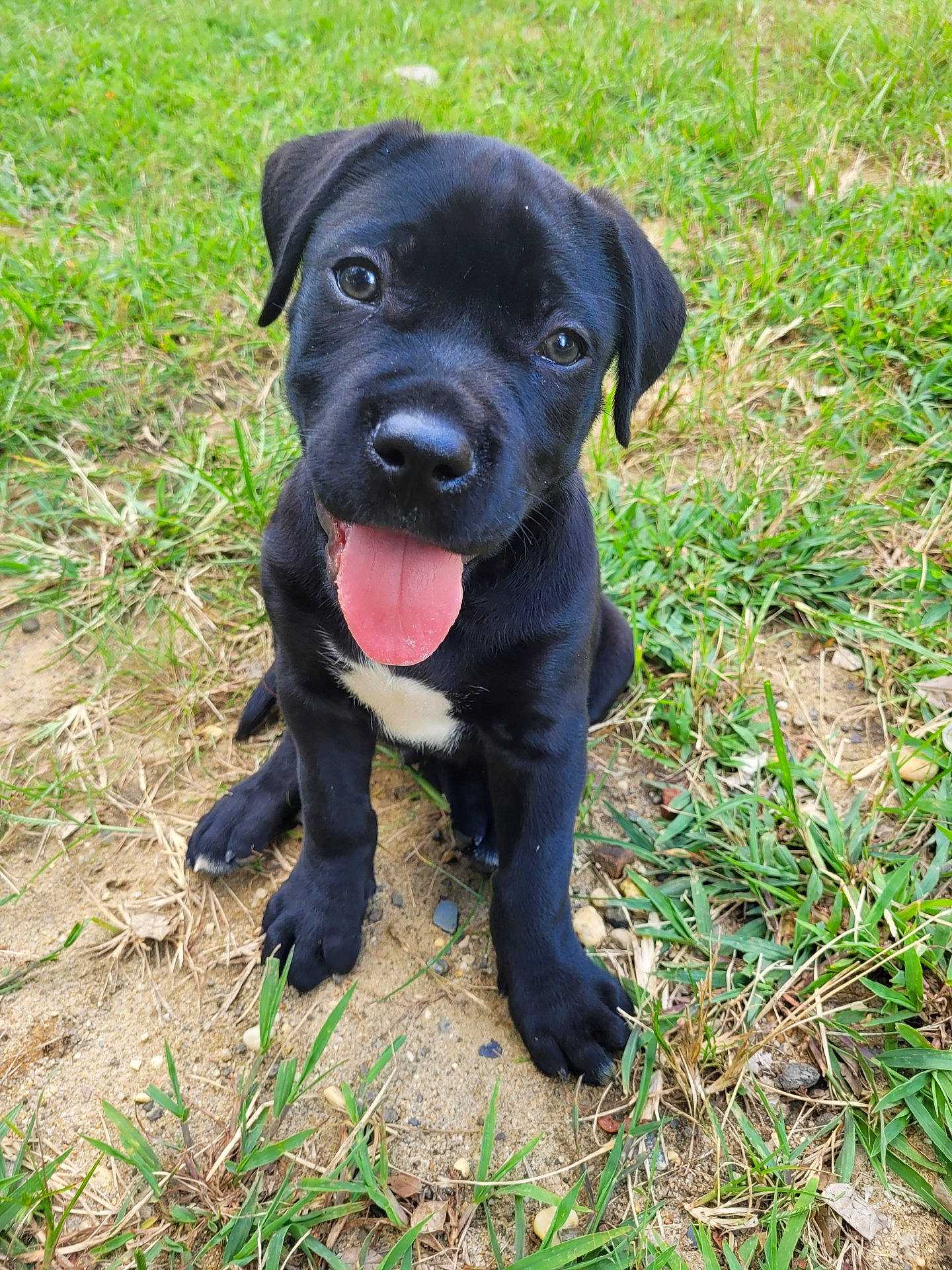 Koba is registered to the contest to win money with this photo: borador, canidae, carnivore, collar, companion_dog, dog, dog_breed, dog_collar, fawn, grass, guard_dog, gun_dog, liver, molosser, plant, snout, sporting_group, terrestrial_animal, whiskers, working_animal