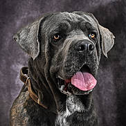 Ubiwan participe au concours pour gagner de l'argent avec cette photo : dog, brindle_coat, large_dog, tongue_out, leather_collar, portrait, pet, animal, canine, studio_photo, brown_eyes, wrinkles, fur, friendly_expression, indoors, close_up, sitting, background, texture, muzzle