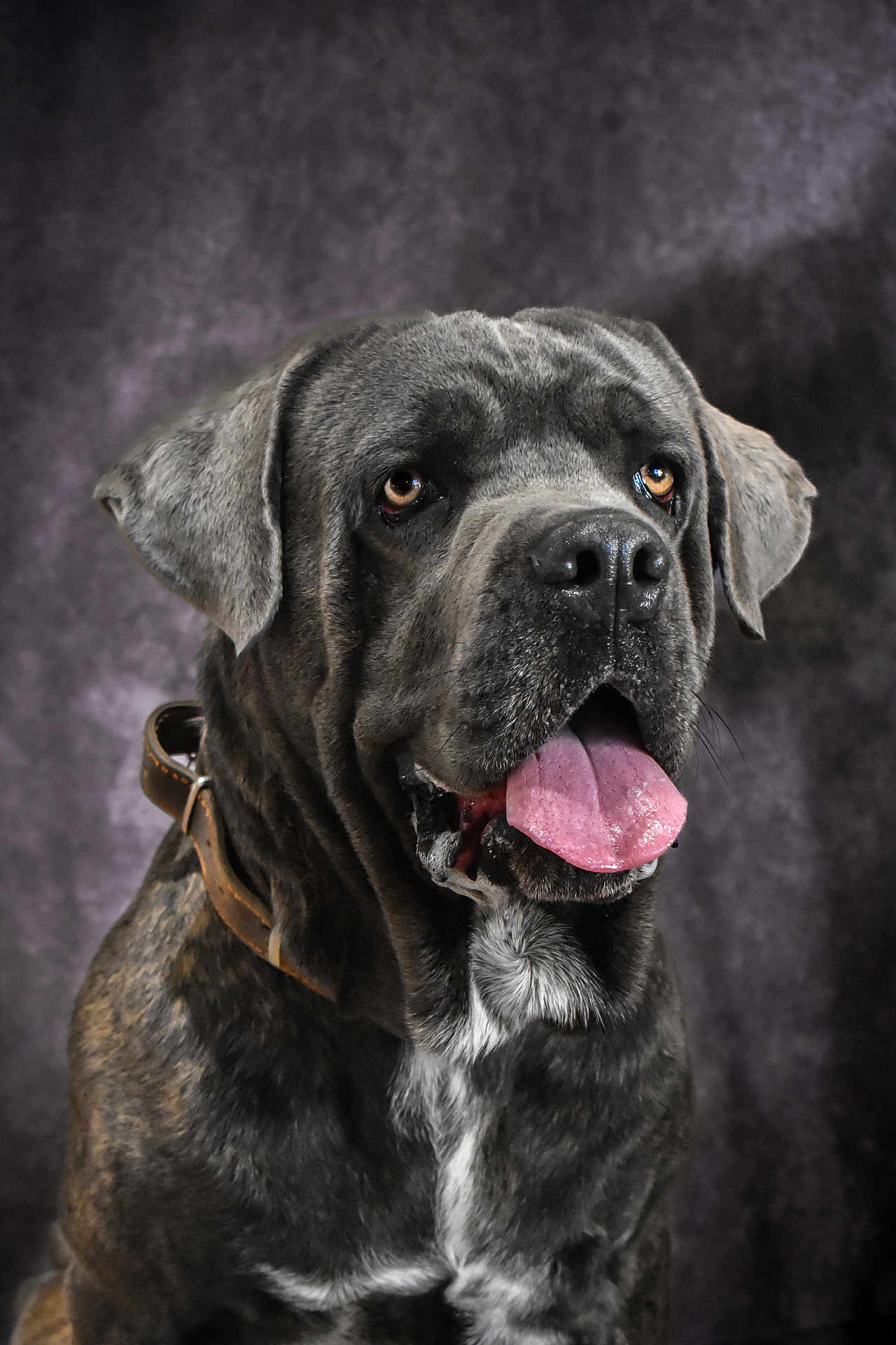 Ubiwan participe au concours pour gagner de l'argent avec cette photo : dog, brindle_coat, large_dog, tongue_out, leather_collar, portrait, pet, animal, canine, studio_photo, brown_eyes, wrinkles, fur, friendly_expression, indoors, close_up, sitting, background, texture, muzzle