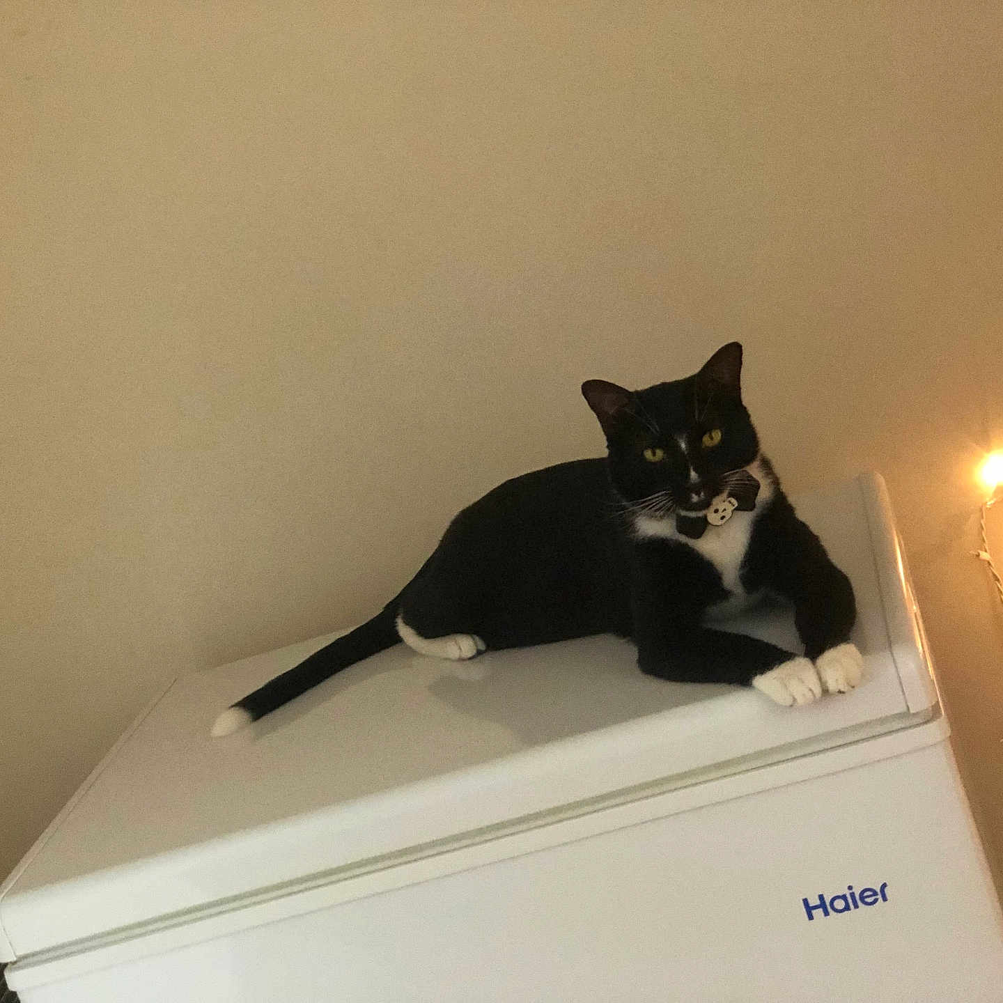 Bruce Willis joined the competition — help win amazing prizes! animal, appliance, black_and_white, cat, collar, cozy, domestic, fairy_lights, feline, haier, indoor, looking_at_camera, minimalist, paws, pet, resting, soft_lighting, tail, tuxedo_cat, wall