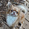 dog, small_dog, long_hair, fluffy, brown_and_white, portrait, outdoor, wooden_deck, leaves, twigs, acorns, nature, animal, pet, gazing, sitting, closeup, fur, ears, cute
