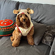 Lucky is registered to the contest to win money with this photo: dog, brown_dog, costume, pet_clothing, couch, pillows, indoor, fluffy, cute, animal, sitting, furry, living_room, decor, soft_fabric, domestic_animal, portrait, pet, companion, resting