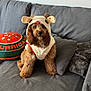 animal, brown_dog, companion, costume, couch, cute, decor, dog, domestic_animal, fluffy, furry, indoor, living_room, pet, pet_clothing, pillows, portrait, resting, sitting, soft_fabric