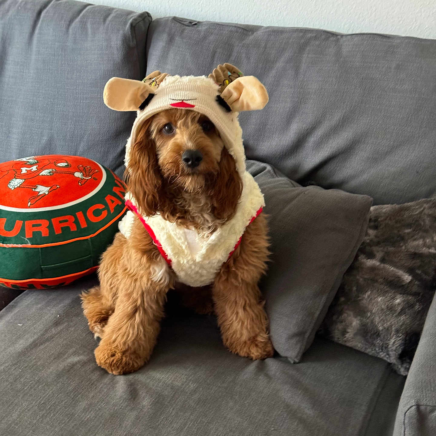 Lucky is registered to the contest to win money with this photo: animal, brown_dog, companion, costume, couch, cute, decor, dog, domestic_animal, fluffy, furry, indoor, living_room, pet, pet_clothing, pillows, portrait, resting, sitting, soft_fabric