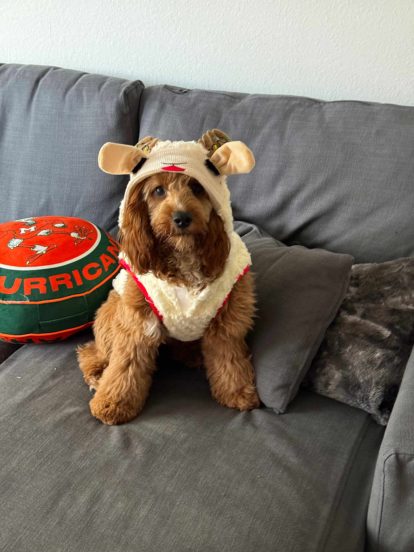 Lucky is registered to the contest to win money with this photo: dog, brown_dog, costume, pet_clothing, couch, pillows, indoor, fluffy, cute, animal, sitting, furry, living_room, decor, soft_fabric, domestic_animal, portrait, pet, companion, resting