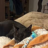 black_cat, sleeping, blanket, baby_item, beads, bedroom, mirror, shelf, soft_texture, cozy, indoor, resting, pet, animal, home, comfort, quiet, relaxation, furniture, fabric