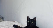 Nyx participe au concours pour gagner de l'argent avec cette photo : black_cat, cat, pet, indoor, bed, white_bedspread, feline, animal, resting, green_eyes, looking_away, relaxed, fur, whiskers, paw, domestic_cat, curious, lying_down, minimalist, wall
