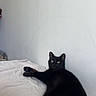 black_cat, cat, pet, indoor, bed, white_bedspread, feline, animal, resting, green_eyes, looking_away, relaxed, fur, whiskers, paw, domestic_cat, curious, lying_down, minimalist, wall