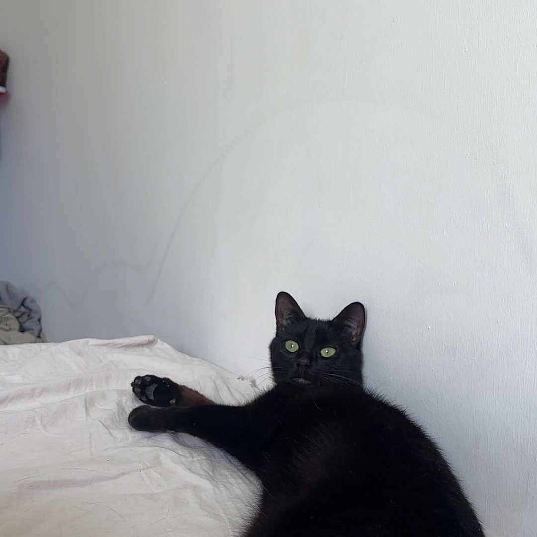 Nyx participe au concours pour gagner de l'argent avec cette photo : black_cat, cat, pet, indoor, bed, white_bedspread, feline, animal, resting, green_eyes, looking_away, relaxed, fur, whiskers, paw, domestic_cat, curious, lying_down, minimalist, wall
