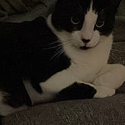 Eigiro a rejoint le concours — aidez-le/la à gagner de superbes lots ! cat, black_and_white, pet, animal, feline, indoor, resting, paws, whiskers, fur, blanket, cozy, relaxed, face, closeup, cute, domestic, soft, laying, quiet