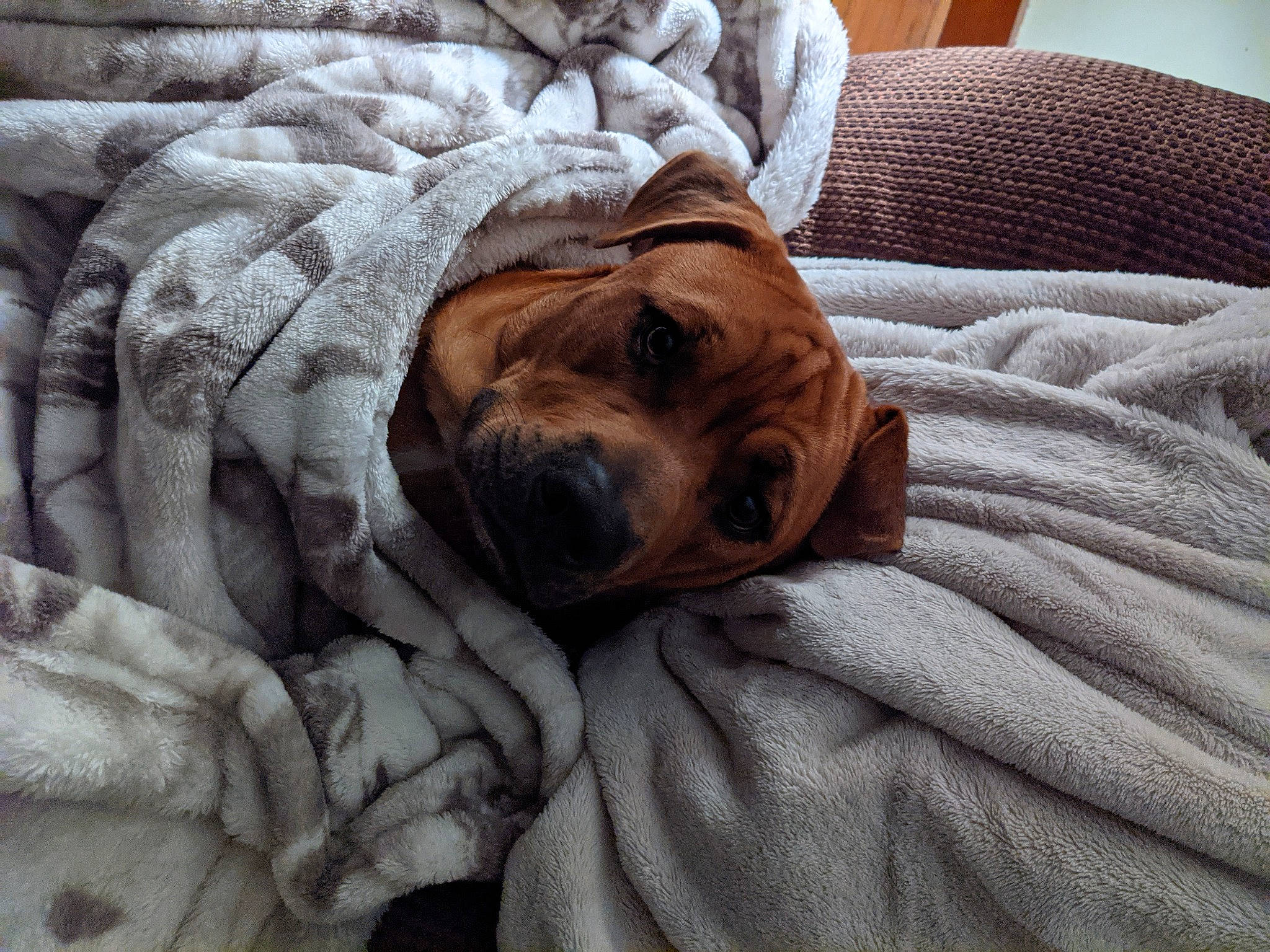 Zeus is registered to the contest to win money with this photo: bedding, bedtime, bored, carnivore, comfort, companion_dog, dog, dog_breed, fawn, flooring, fur, grey, linens, liver, snout, sporting_group, whiskers, wood, working_animal, wrinkle