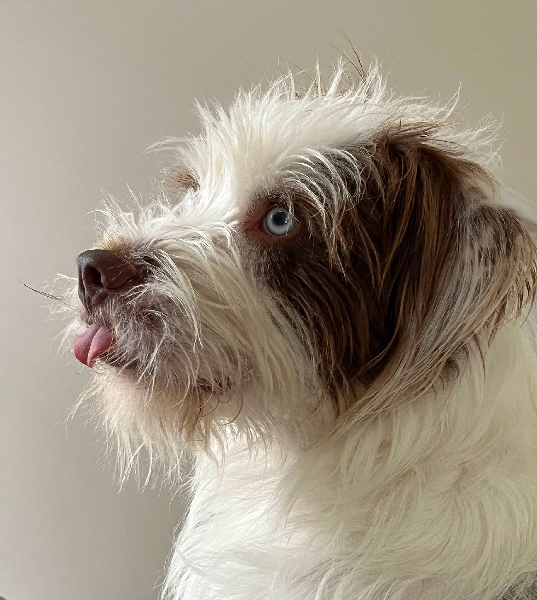 Kaiser Von Schnitzel Sowerby is registered to the contest to win money with this photo: canidae, carnivore, companion_dog, dog, dog_breed, fur, giant_dog_breed, liver, maltepoo, non_sporting_group, small_terrier, snout, sporting_group, terrier, toy_dog, working_animal