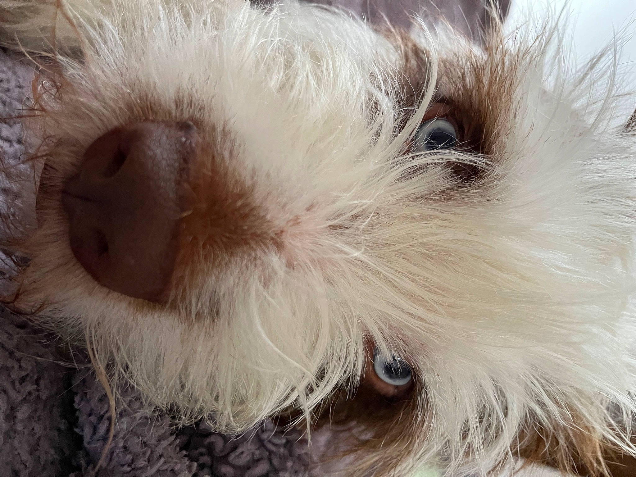 Kaiser Von Schnitzel Sowerby is registered to the contest to win money with this photo: canidae, carnivore, close_up, companion_dog, dog, dog_breed, ear, eye, fawn, felidae, fur, head, liver, small_to_medium_sized_cats, snout, sporting_group, terrier, toy_dog, whiskers, working_animal