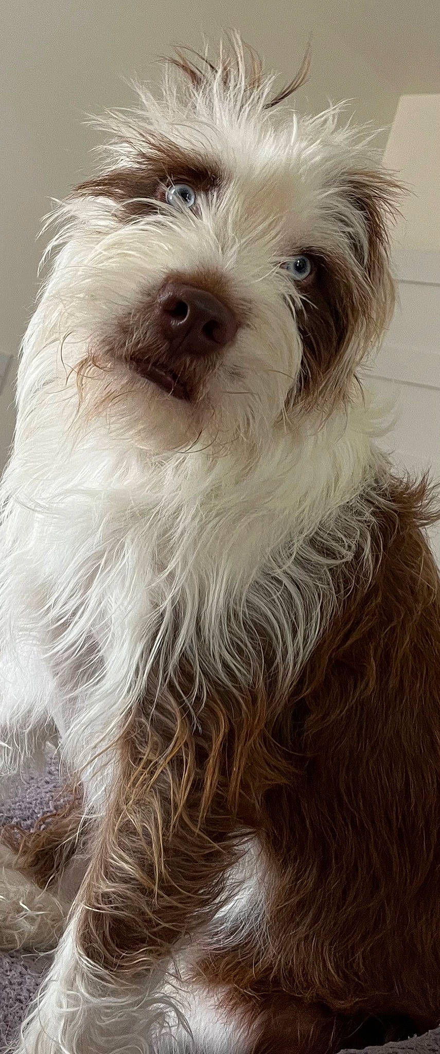 Kaiser Von Schnitzel Sowerby joined the competition — help win amazing prizes! biewer_terrier, canidae, carnivore, companion_dog, dog, dog_breed, fur, liver, maltepoo, non_sporting_group, shih_poo, small_terrier, snout, sporting_group, terrier, toy_dog, water_dog, working_animal