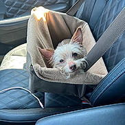 Princess is registered to the contest to win money with this photo: dog, pet, car_seat, seatbelt, pet_carrier, leather_seat, quilted_pattern, small_dog, curious, fur, ears, indoors, daylight, car_interior, safety, resting, cozy, beige, brown, cute