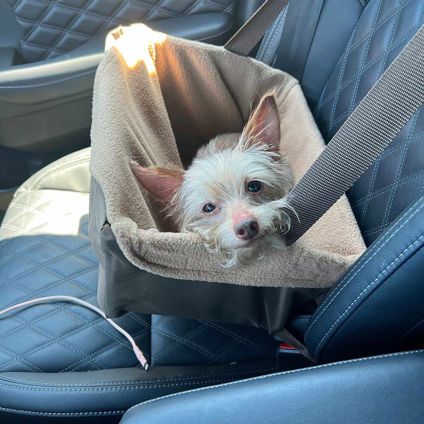 Princess is registered to the contest to win money with this photo: beige, brown, car_interior, car_seat, cozy, curious, cute, daylight, dog, ears, fur, indoors, leather_seat, pet, pet_carrier, quilted_pattern, resting, safety, seatbelt, small_dog