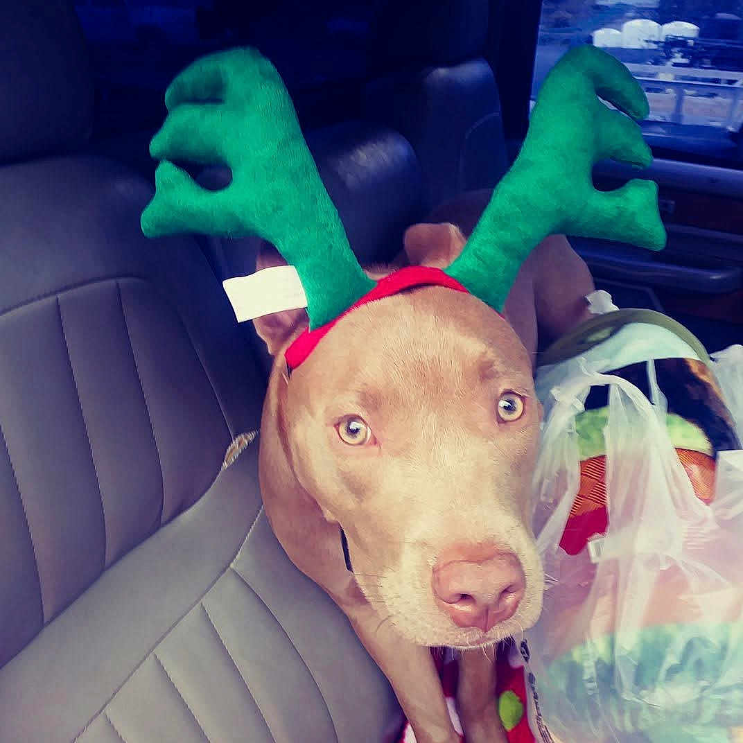 Willow joined the competition — help win amazing prizes! animal, antlers, blanket, brown_dog, car_interior, christmas, companion, cute, dog, festive, holiday, indoors, leather_seat, looking, pet, reindeer_ears, seat, shopping_bags, travel, vehicle