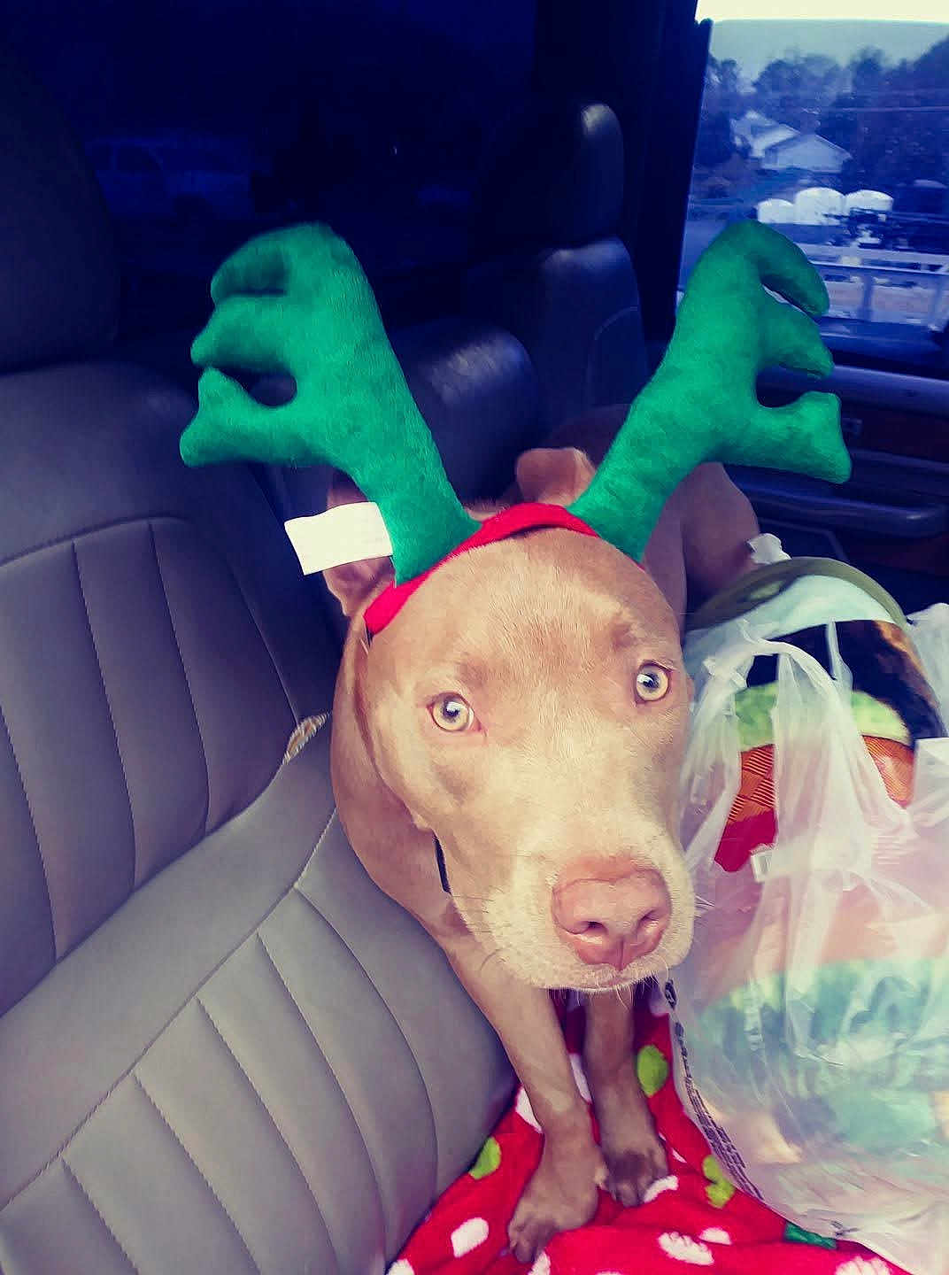 Willow joined the competition — help win amazing prizes! dog, reindeer_ears, car_interior, seat, blanket, shopping_bags, pet, animal, christmas, holiday, cute, brown_dog, antlers, vehicle, leather_seat, festive, companion, travel, indoors, looking