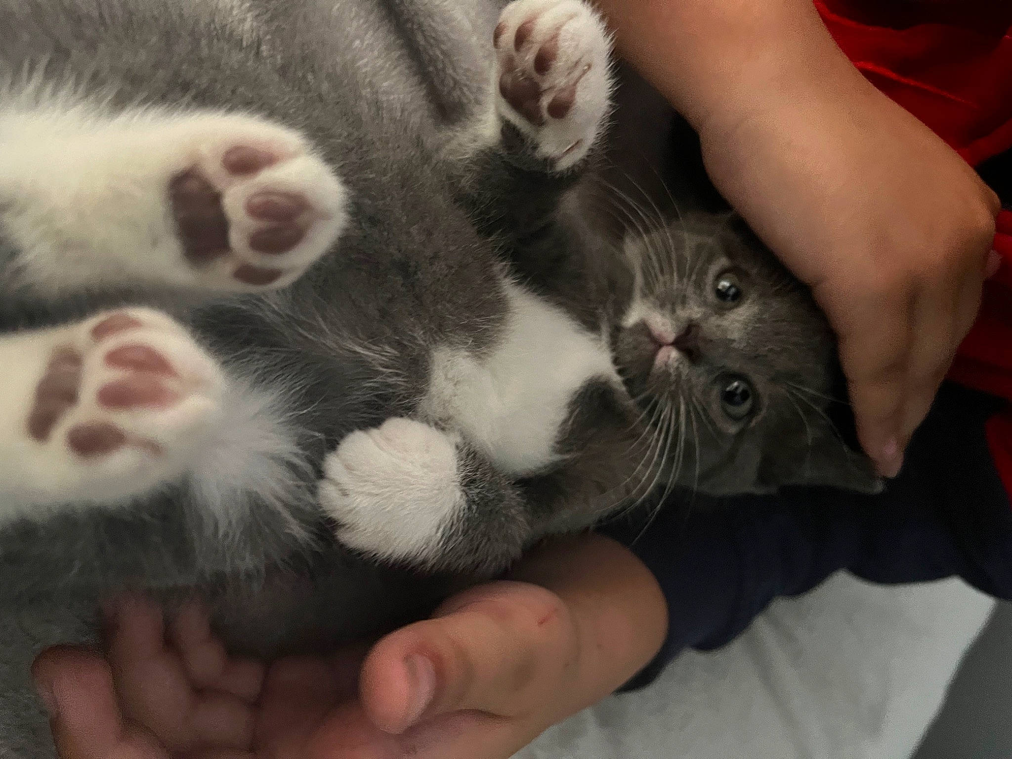 Luna is registered to the contest to win money with this photo: carnivore, cat, claw, comfort, domestic_short_haired_cat, ear, felidae, finger, foot, fur, gesture, hand, lap, nail, paw, small_to_medium_sized_cats, snout, tail, thumb, whiskers