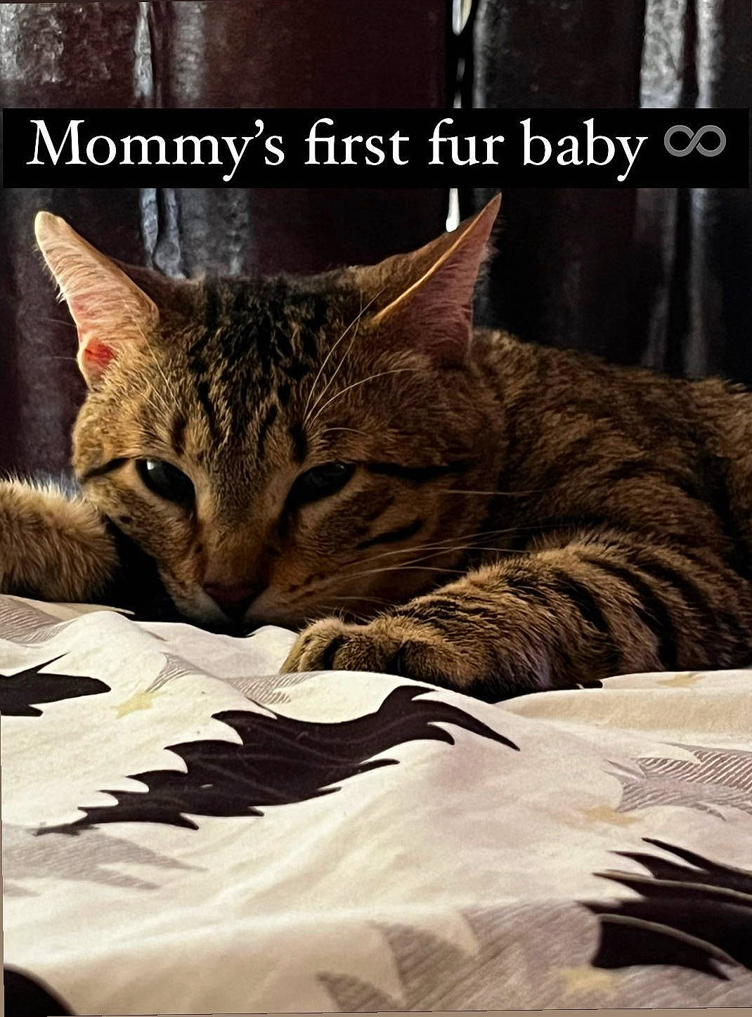 Loki joined the competition — help win amazing prizes! carnivore, cat, cat_supply, claw, comfort, domestic_short_haired_cat, felidae, font, fur, internet_meme, linens, nap, paw, photo_caption, small_to_medium_sized_cats, snout, terrestrial_animal, whiskers, wildlife