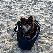 Rosy participe au concours pour gagner de l'argent avec cette photo : dog, puppy, small_dog, chihuahua, long_hair, brown_fur, black_fur, white_chest, beach, sand, outdoor, tote_bag, bag, portrait, pet, animal, sitting, seaside, daylight, travel