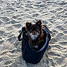 dog, puppy, small_dog, chihuahua, long_hair, brown_fur, black_fur, white_chest, beach, sand, outdoor, tote_bag, bag, portrait, pet, animal, sitting, seaside, daylight, travel