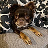 dog, puppy, small_dog, fluffy, brown_fur, long_hair, portrait, close_up, face, eyes, paws, sitting, lying_down, couch, cushion, floral_pattern, indoor, pet, cute, animal