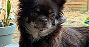 Rosy participe au concours pour gagner de l'argent avec cette photo : dog, puppy, small_dog, long_hair, fluffy, black_fur, brown_fur, white_chest, portrait, facing_camera, sitting, lying_down, indoors, patio, blanket, checkered_pattern, plant, potted_plant, bamboo_blinds, cute