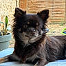 dog, puppy, small_dog, long_hair, fluffy, black_fur, brown_fur, white_chest, portrait, facing_camera, sitting, lying_down, indoors, patio, blanket, checkered_pattern, plant, potted_plant, bamboo_blinds, cute