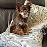dog, small_dog, long_hair, brown_fur, white_chest, sitting, portrait, pet, couch, sofa, cushion, pillow, indoors, home, furniture, patterned_fabric, floral_pattern, dark_leather, alert, adorable