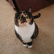 Rascal is registered to the contest to win money with this photo: adorable, animal, calico, carpet, cat, companion, curious, cute, domestic, ears, feline, fur, green_eyes, indoor, looking_up, pet, sitting, small, tail, whiskers