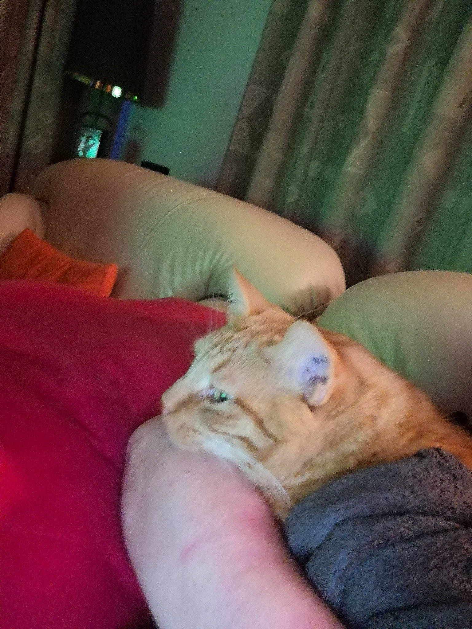 Chico participe au concours pour gagner de l'argent avec cette photo : canidae, carnivore, cat, claw, comfort, companion_dog, couch, curtain, domestic_short_haired_cat, fawn, felidae, fur, gesture, human_leg, linens, nap, room, small_to_medium_sized_cats, snout, whiskers