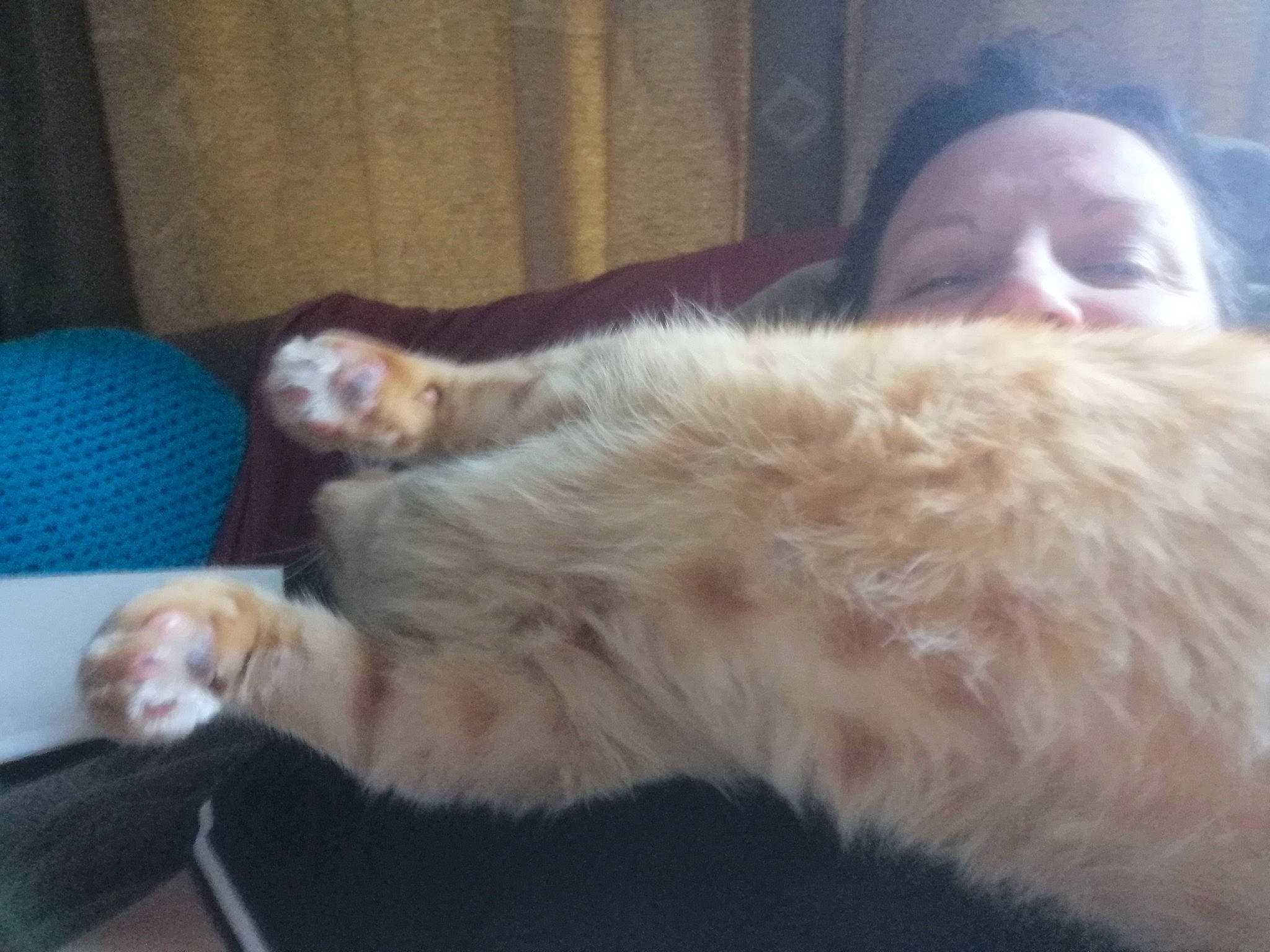 Chico a rejoint le concours — aidez-le/la à gagner de superbes lots ! canidae, carnivore, cat, claw, comfort, companion_dog, dog_breed, domestic_short_haired_cat, ear, fawn, felidae, fur, lap, nap, paw, small_to_medium_sized_cats, snout, sporting_group, tail, whiskers