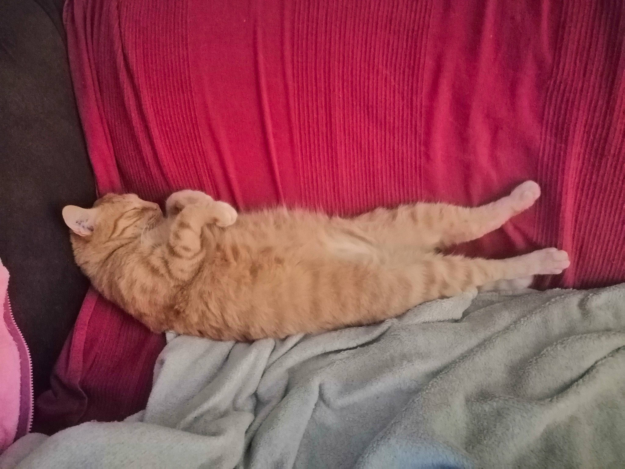 Chico participe au concours pour gagner de l'argent avec cette photo : bedding, blanket, carnivore, cat, comfort, duvet, fawn, felidae, fur, linens, nap, paw, room, sleep, small_to_medium_sized_cats, tail, whiskers