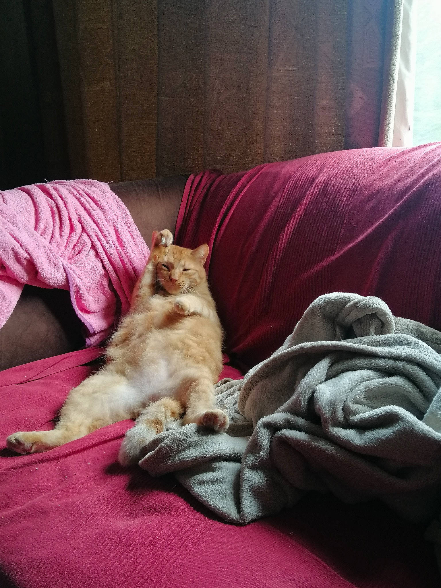 Chico participe au concours pour gagner de l'argent avec cette photo : canidae, carnivore, cat, comfort, companion_dog, domestic_short_haired_cat, fawn, felidae, floor, flooring, fur, hardwood, human_leg, linens, room, small_to_medium_sized_cats, tail, textile, whiskers, wood