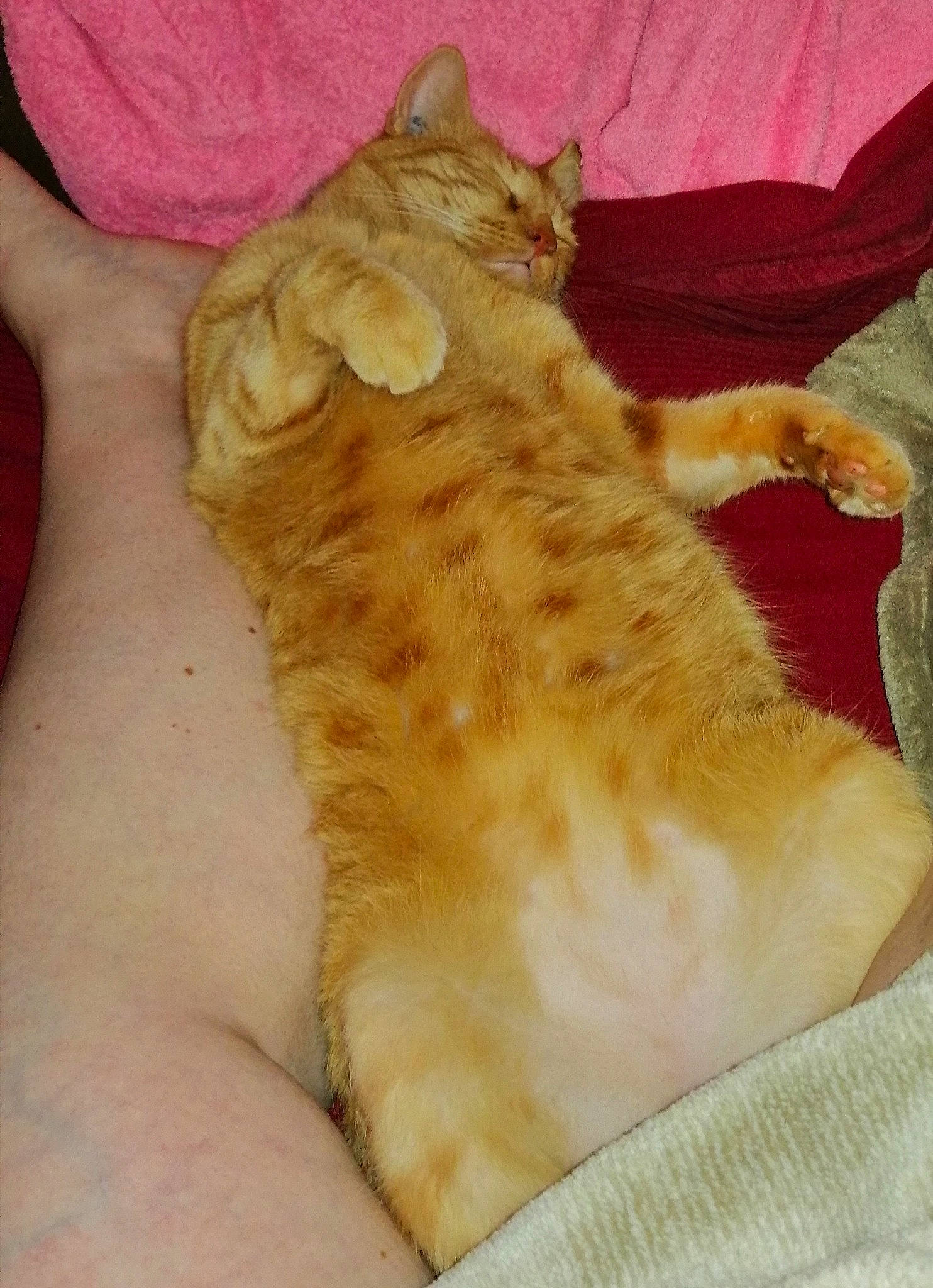 Chico a rejoint le concours — aidez-le/la à gagner de superbes lots ! canidae, carnivore, cat, claw, comfort, dog_breed, domestic_short_haired_cat, ear, fawn, felidae, foot, fur, gesture, human_leg, leg, paw, small_to_medium_sized_cats, snout, tail, whiskers