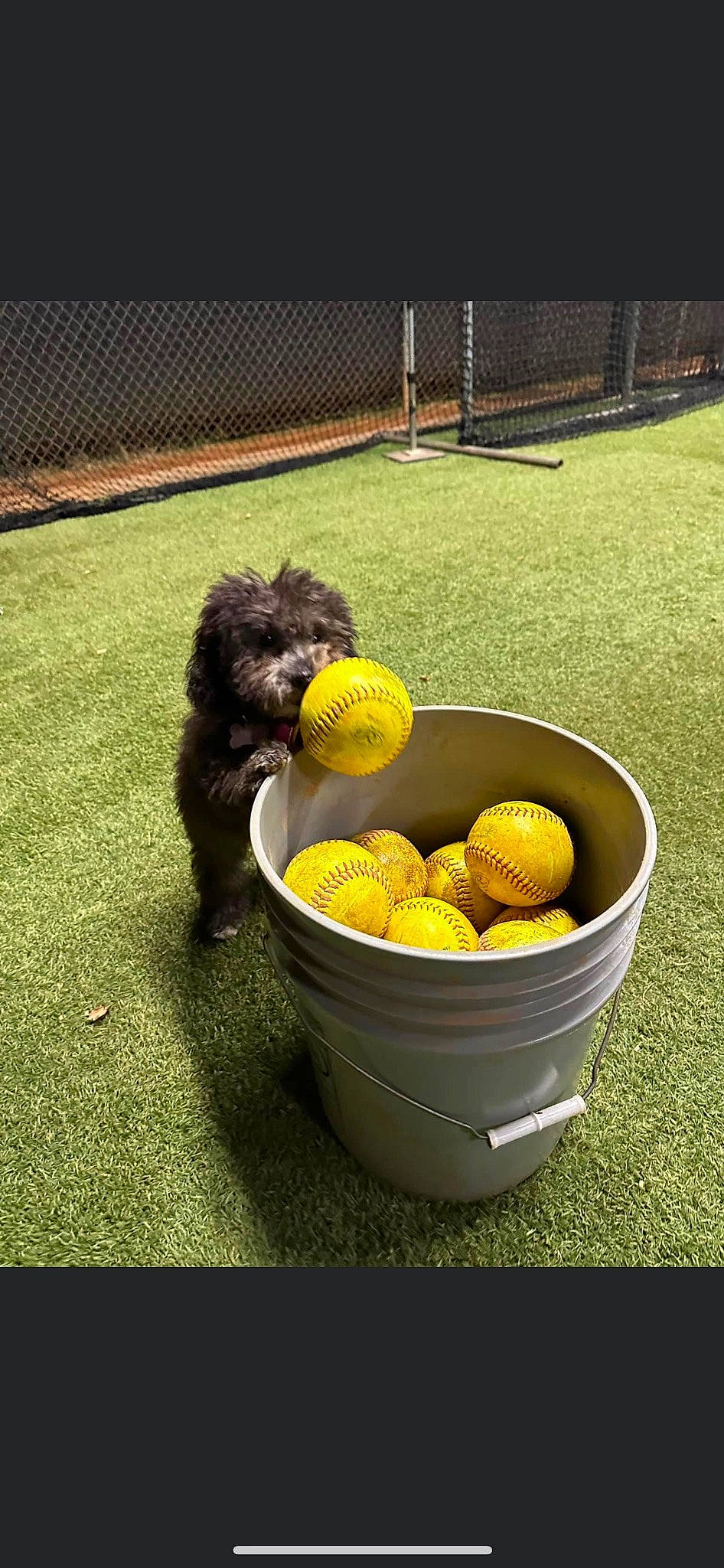 Prada is registered to the contest to win money with this photo: ball, carnivore, companion_dog, dog, dog_breed, dog_supply, dog_toy, flooring, grass, plant, produce, recreation, sporting_group, sports, sports_equipment, sports_toy, tennis_ball, tennis_equipment, toy_dog, water_dog