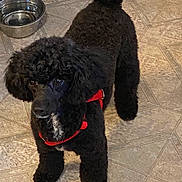Sophie Grace West is registered to the contest to win money with this photo: dog, poodle, black_dog, curly_fur, pet, indoor, floor, tile_floor, water_bowl, red_harness, animal, canine, companion, standing, fur, looking, cute, domestic, portrait, alert
