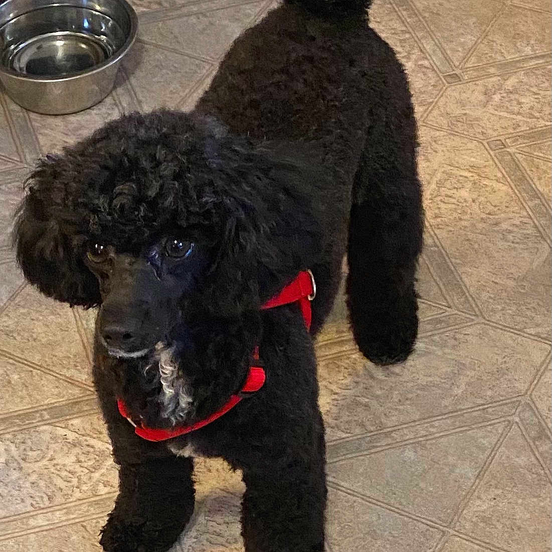 Sophie Grace West is registered to the contest to win money with this photo: alert, animal, black_dog, canine, companion, curly_fur, cute, dog, domestic, floor, fur, indoor, looking, pet, poodle, portrait, red_harness, standing, tile_floor, water_bowl