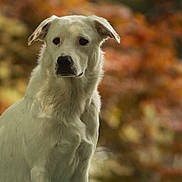 Millie joined the competition — help win amazing prizes! dog, white_dog, animal, pet, outdoor, autumn, fall_foliage, blurred_background, portrait, canine, nature, fur, mammal, looking_away, calm, serene, ears, snout, closeup, soft_light