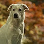 dog, white_dog, animal, pet, outdoor, autumn, fall_foliage, blurred_background, portrait, canine, nature, fur, mammal, looking_away, calm, serene, ears, snout, closeup, soft_light