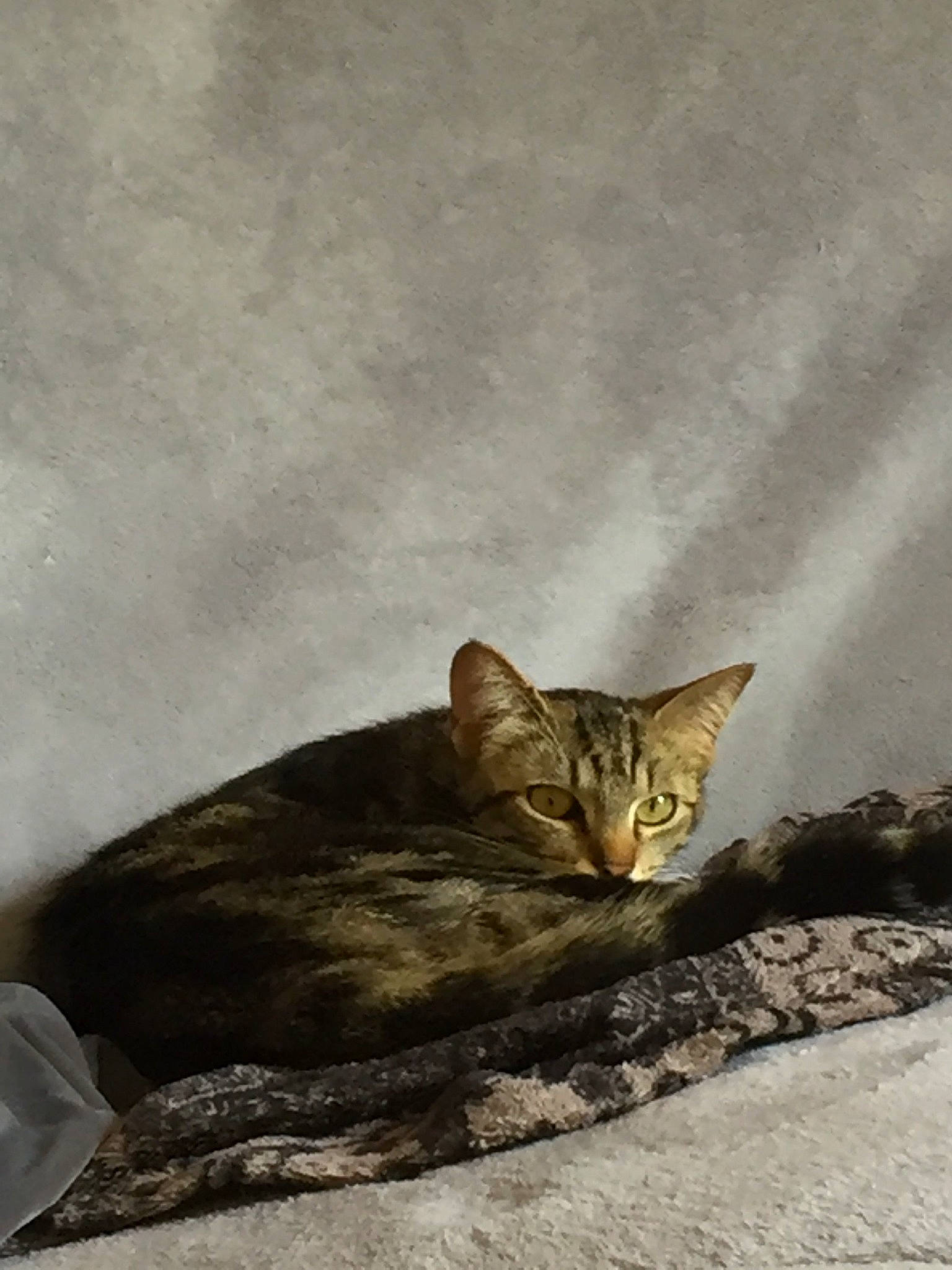 Rasta a rejoint le concours — aidez-le/la à gagner de superbes lots ! carnivore, cat, domestic_short_haired_cat, fawn, felidae, fur, grass, grey, paw, road_surface, small_to_medium_sized_cats, snout, tail, terrestrial_animal, whiskers, wildlife, wood