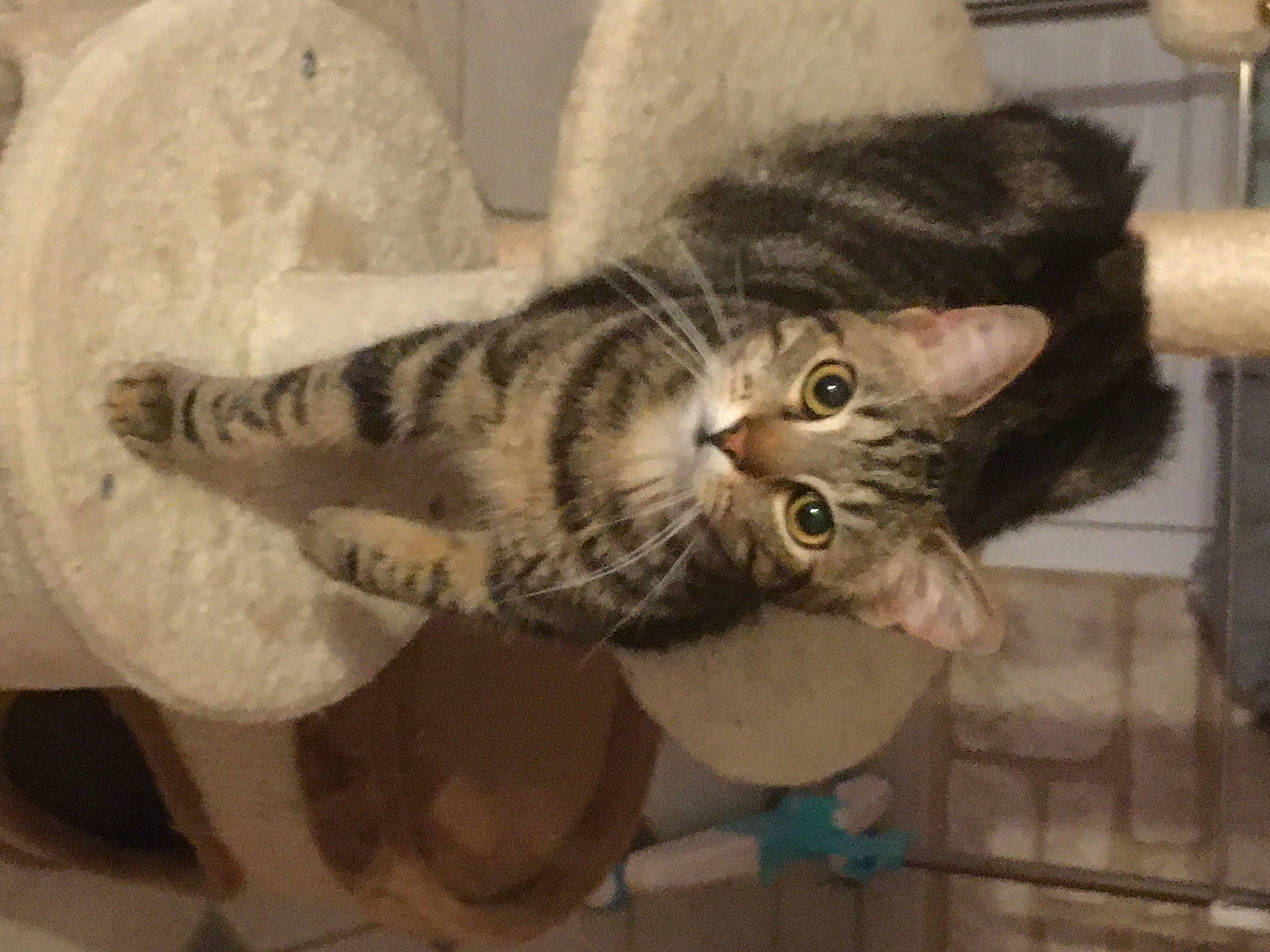 Rasta a rejoint le concours — aidez-le/la à gagner de superbes lots ! carnivore, cat, comfort, domestic_short_haired_cat, felidae, fur, lamp, natural_material, paw, small_to_medium_sized_cats, snout, tail, terrestrial_animal, whiskers