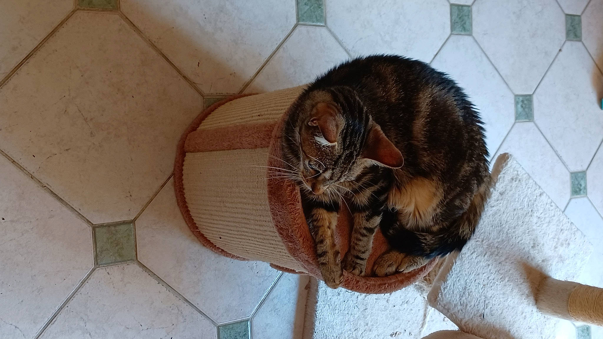 Rasta participe au concours pour gagner de l'argent avec cette photo : animal_shelter, brickwork, canidae, carnivore, cat, claw, comfort, domestic_short_haired_cat, fawn, felidae, flooring, fur, small_to_medium_sized_cats, snout, sporting_group, tail, terrestrial_animal, whiskers, wildlife, wood