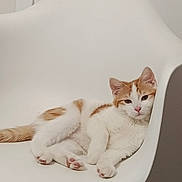 Asko a rejoint le concours — aidez-le/la à gagner de superbes lots ! cat, orange_and_white, lounge, chair, indoor, pet, relaxed, feline, cute, whiskers, paws, fur, modern, minimalist, domestic, animal, comfortable, resting, pink_nose, ears