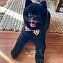 Puff is registered to the contest to win money with this photo: dog, black_dog, bow_tie, pet, animal, happy, smiling, indoor, wooden_floor, rug, furniture, cute, fluffy, small_dog, tongue_out, playful, companion, domestic_animal, home, sunlight