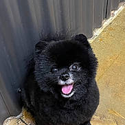 Puff is registered to the contest to win money with this photo: dog, pomeranian, black_dog, fluffy, pet, tongue_out, happy, sitting, floor, stone_floor, metal_wall, indoor, animal, cute, small_dog, fur, canine, companion, looking_up, playful