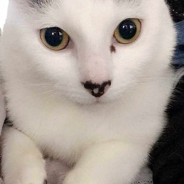 Pepito