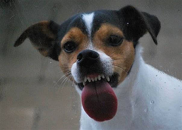 Boomer participe au concours pour gagner de l'argent avec cette photo : ancient_dog_breeds, canidae, carnivore, collar, companion_dog, dog, dog_breed, fawn, fur, paw, puppy, small_terrier, snout, sporting_group, terrestrial_animal, terrier, toy_dog, whiskers, working_animal, working_dog